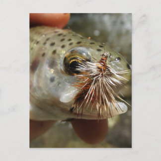 Cartão Postal Foto do Rainbow Trout