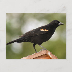 Cartão Postal Foto do Red Winged Blackbird
