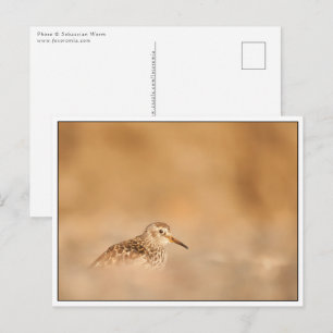 Cartão Postal Foto do Sandpiper Nature
