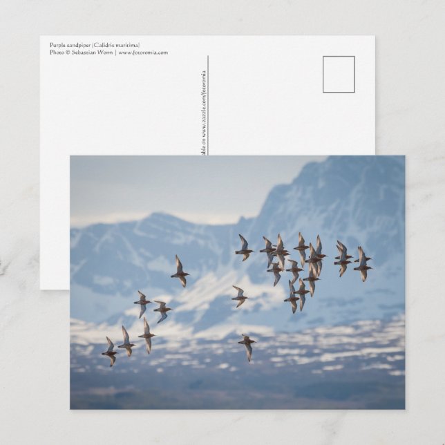 Cartão Postal Foto do Sandpiper Nature (Frente/Verso)