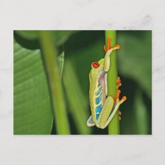 Cartão Postal Foto do Sapo de árvore