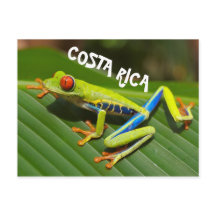 Foto do sapo de olhos vermelhos na Costa Rica