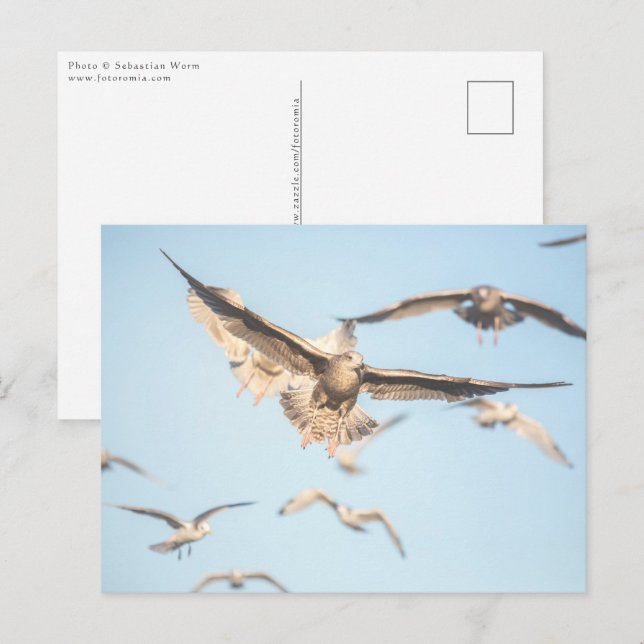 Cartão Postal Foto do Seagulls Nature (Frente/Verso)