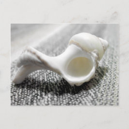 Cartão Postal Foto do Shell do Mar Negro e Branco da Praia