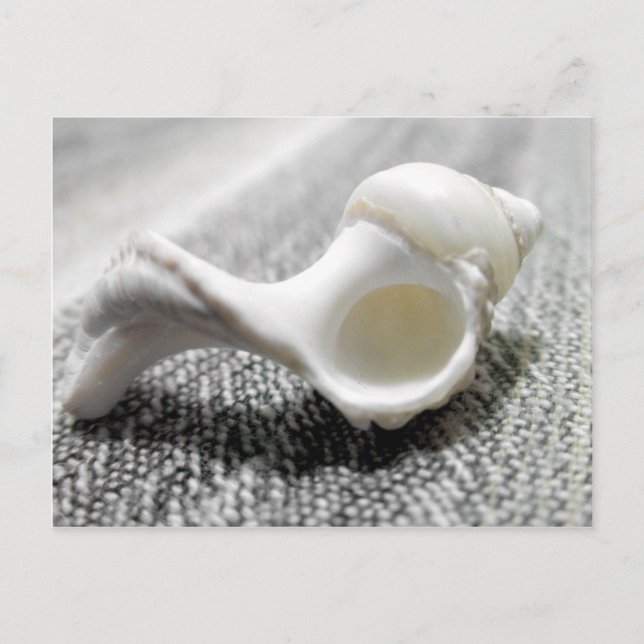 Cartão Postal Foto do Shell do Mar Negro e Branco da Praia (Frente)