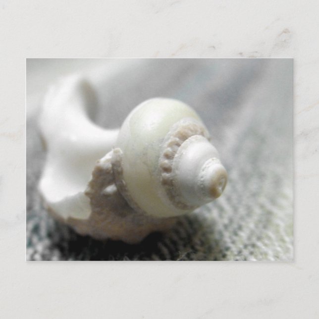 Cartão Postal Foto do Shell do Mar Negro e Branco da Praia (Frente)