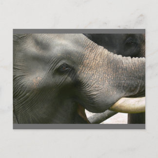 Cartão Postal Foto do Sorriso de Elefante na Tailândia