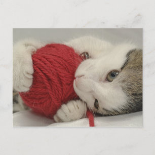 Cartão Postal Foto do Studio