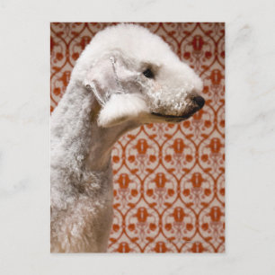 Cartão Postal Foto do Studio de Bedlington Terrier