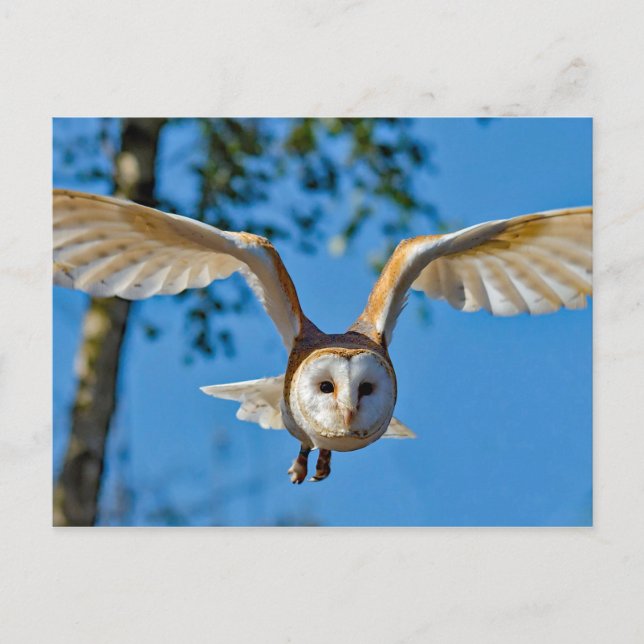 Cartão Postal Foto do Voo Barn Owl (Frente)
