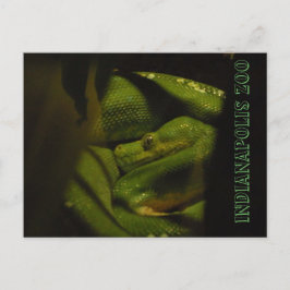 Cartão Postal Foto do zoológico Emerald Tree Boa Indy