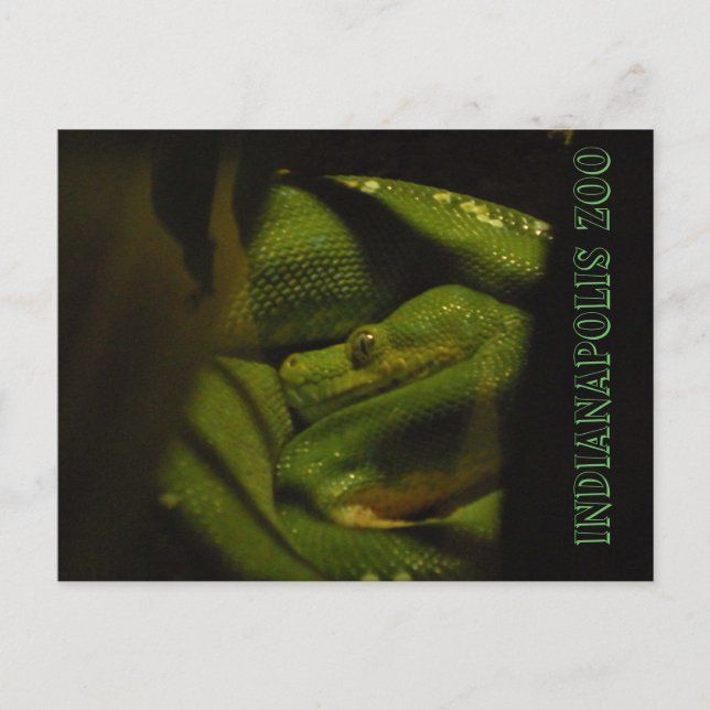 Cartão Postal Foto do zoológico Emerald Tree Boa Indy (Frente)