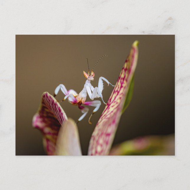 Cartão Postal Foto einer jungen Orchideenmantis  (Frente)