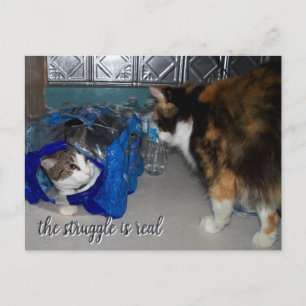 Cartão Postal Foto engraçada de dois gatos "uma verdadeira luta"