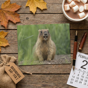 Cartão Postal Foto engraçada de um marmota marrom realista com a