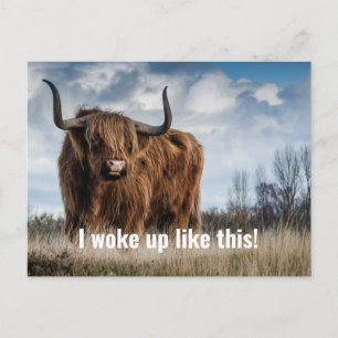 Cartão Postal Foto engraçada de vaca das Terras Altas com a cita
