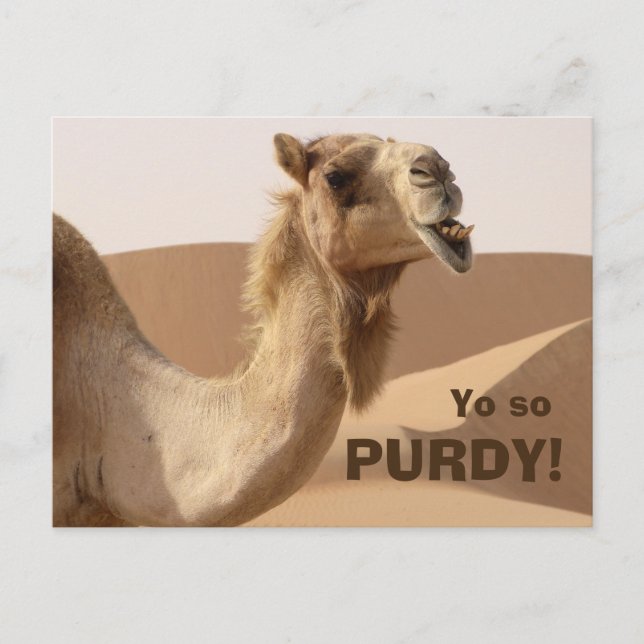 Cartão Postal Foto Engraçada Purdy Camel (Frente)