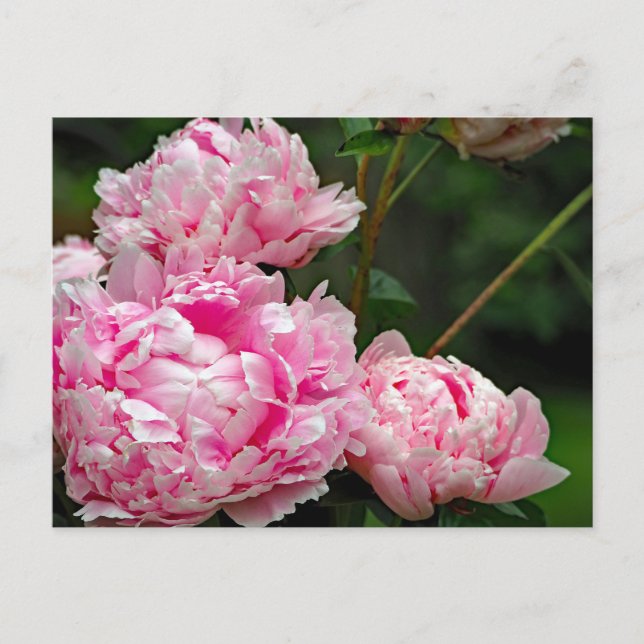 Cartão Postal Foto Floral bonito de Peonies Rosa (Frente)