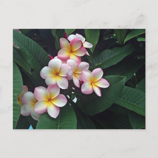 Cartão Postal Foto Floral bonito de Plumeria Rosa e Amarela (Frente)