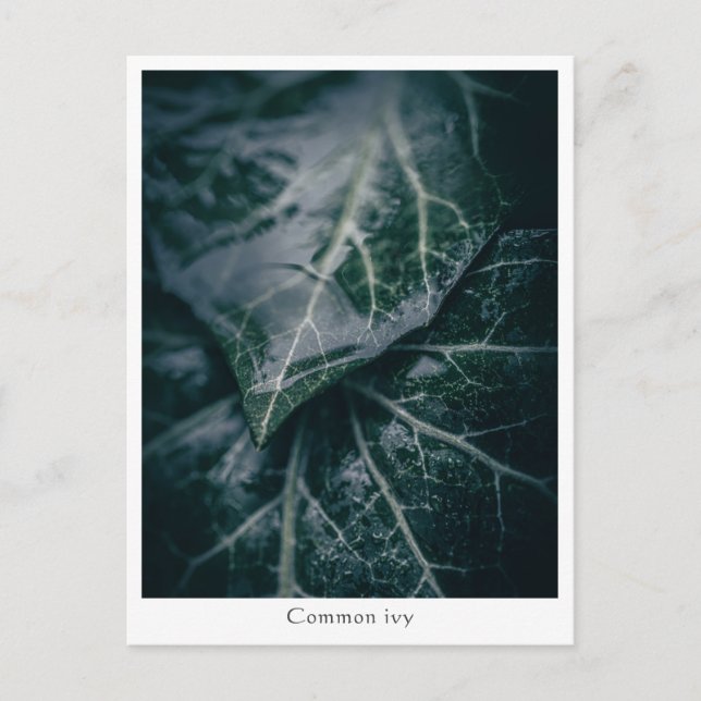 Cartão Postal Foto Floral da Natureza (Frente)