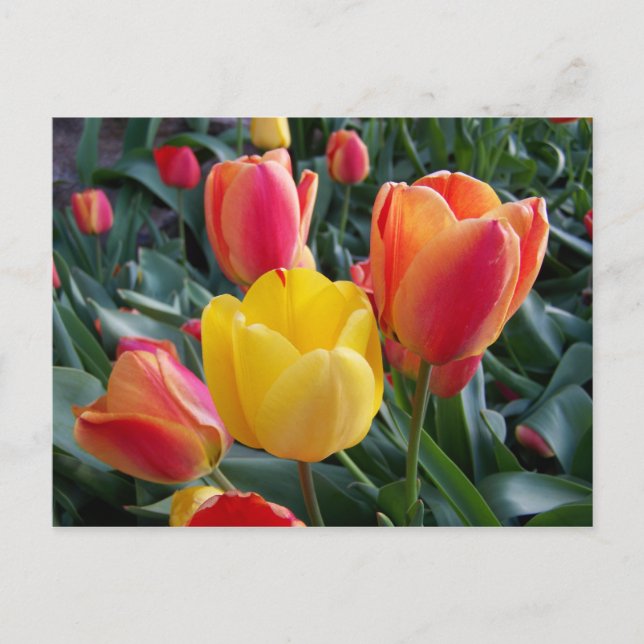 Cartão Postal Foto Floral de Tulipas Amarelas e Vermelhas (Frente)