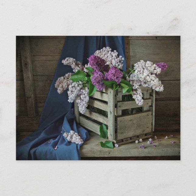 Cartão Postal Foto Floral Rustic Purple and White Lilacs (Frente)