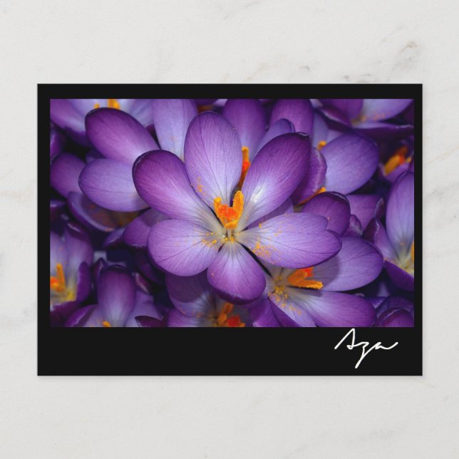 Cartão Postal Foto Floral, Vida Estática. (Frente)