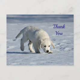 Cartão Postal Foto Fofa de Cachorrinho Branco na Neve Obrigado