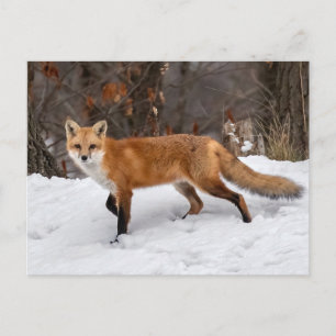 Cartão Postal Foto Fox On Snow Impressão