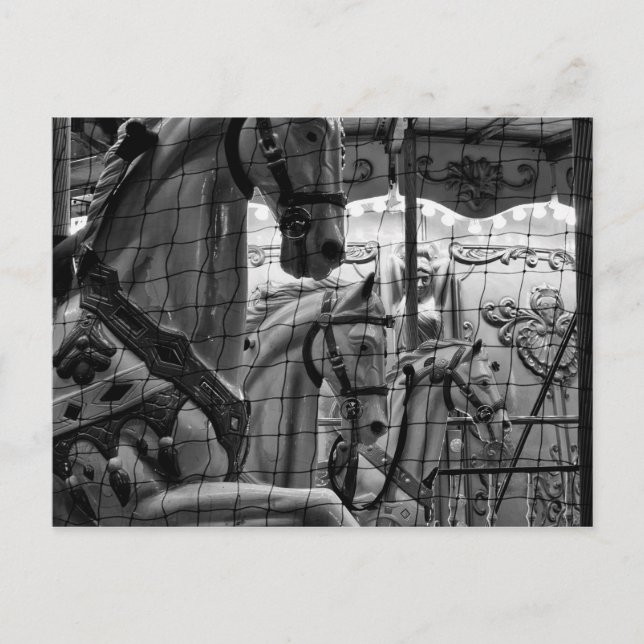 Cartão Postal Foto legal, urbana e moderna de cavalos de carross (Frente)