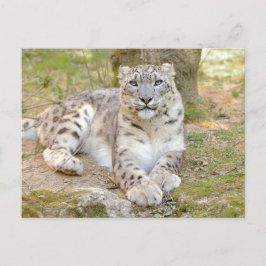 Cartão Postal Foto leopardo-da-neve, animais. cartão-postal