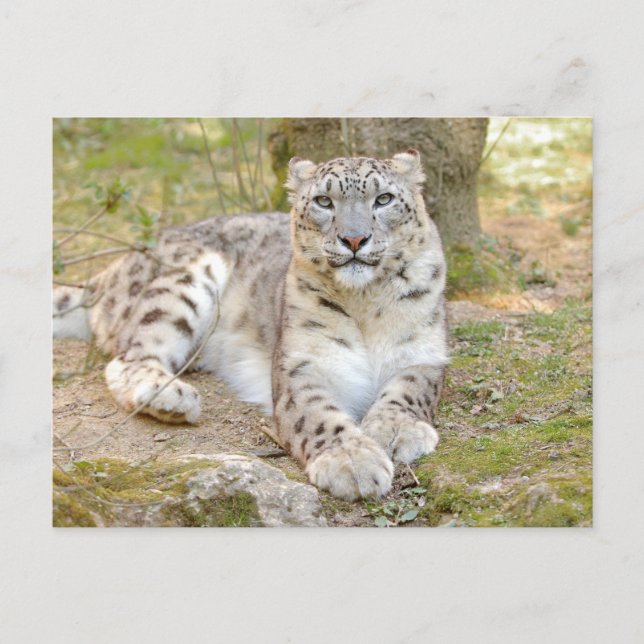 Cartão Postal Foto leopardo-da-neve, animais. cartão-postal (Frente)