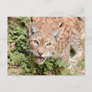 Cartão Postal Foto lince, animais.