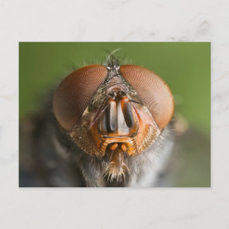 Cartão Postal Foto macro Calliphora vomitoria