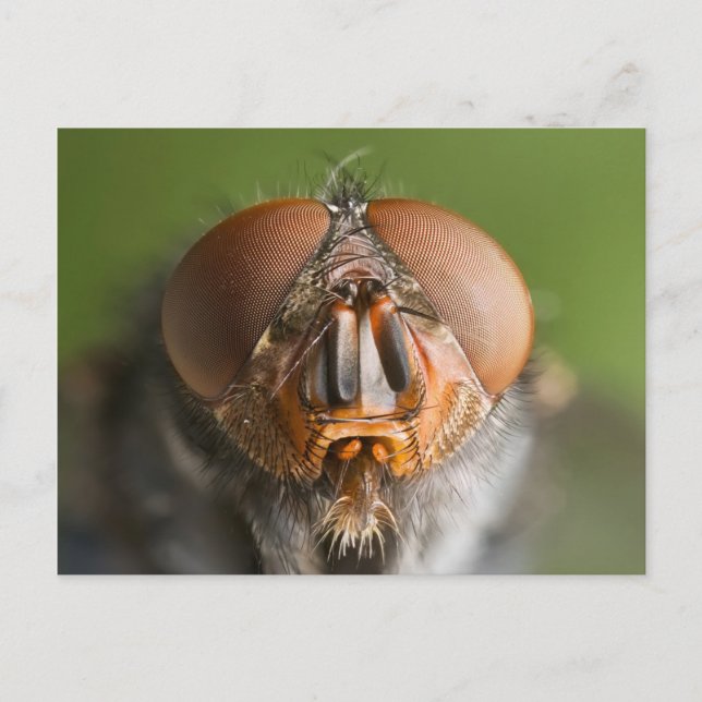 Cartão Postal Foto macro Calliphora vomitoria (Frente)