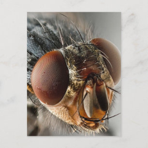 Cartão Postal Foto macro de uma mosca