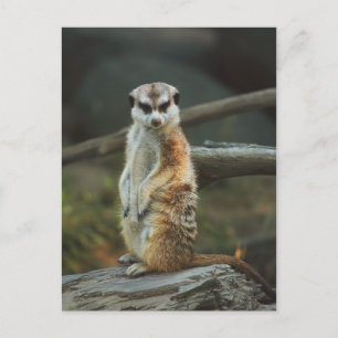 Cartão Postal Foto Meerkat