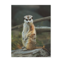 Foto Meerkat