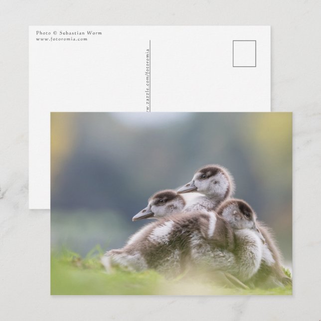 Cartão Postal Foto natural dos Pintinhos gansos (Frente/Verso)