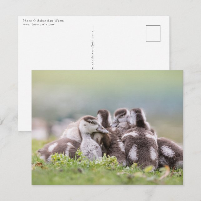 Cartão Postal Foto natural dos Pintinhos gansos (Frente/Verso)