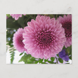 Cartão Postal Foto Original Floral Macro de Crisântemo Rosa