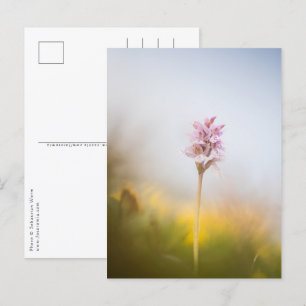 Cartão Postal Foto Orquídea