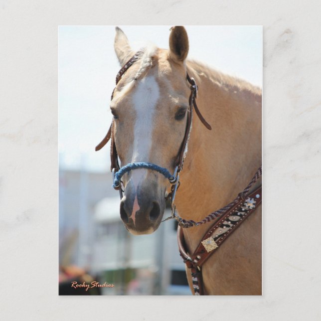 Cartão Postal Foto Palomino (Frente)