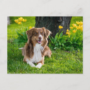 Cartão Postal Foto personalizada