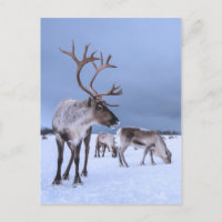 Foto personalizada de Reindeer Grazing