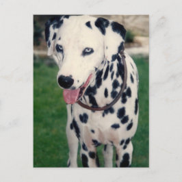 Cartão Postal Foto Personalizada Do Meu Amigo De Pet