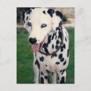 Cartão Postal Foto Personalizada Do Meu Amigo De Pet