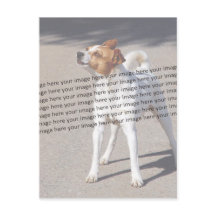 Foto PET ✨ adorável personalização