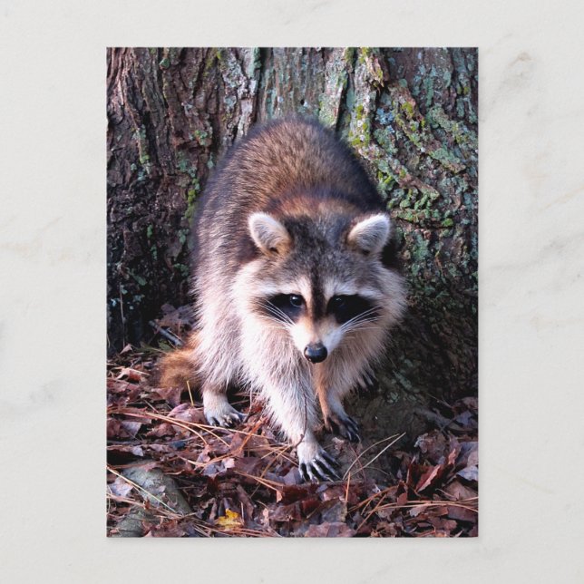 Cartão Postal Foto Raccoon (Frente)