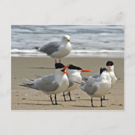 Cartão Postal Foto Real Terns